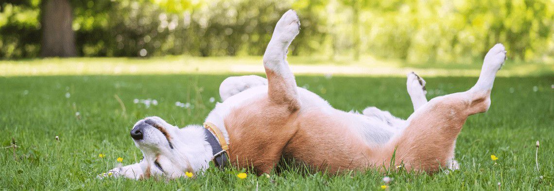 Vanaf welke leeftijd hond castreren?